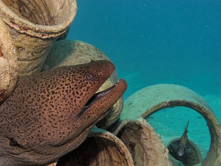 moray-2453910__340.jpg