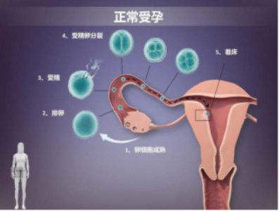 ​46岁自然受孕几率多大（40岁以上自然受孕率为多少）