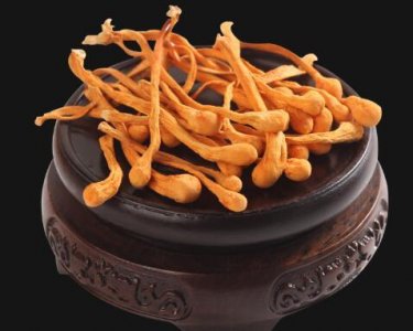 ​北虫草的功效与作用及食用方法（北虫草的功效与作用及食用方法是什么）