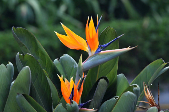 天堂鸟的寓意及花语(图4)