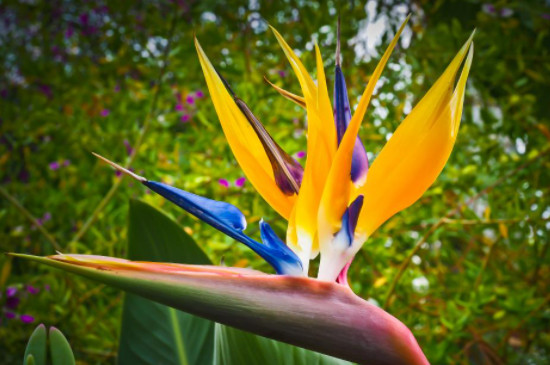 天堂鸟的寓意及花语(图2)