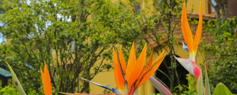 天堂鸟的寓意及花语(图1)