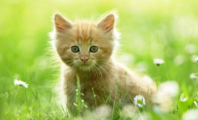 ​如何训练猫咪排泄习惯