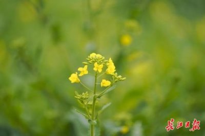 ​油菜花什么季节开花？油菜花什么季节开什么时候成熟