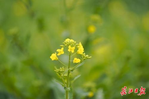 油菜花什么季节开花？油菜花什么季节开什么时候成熟-第1张图片-
