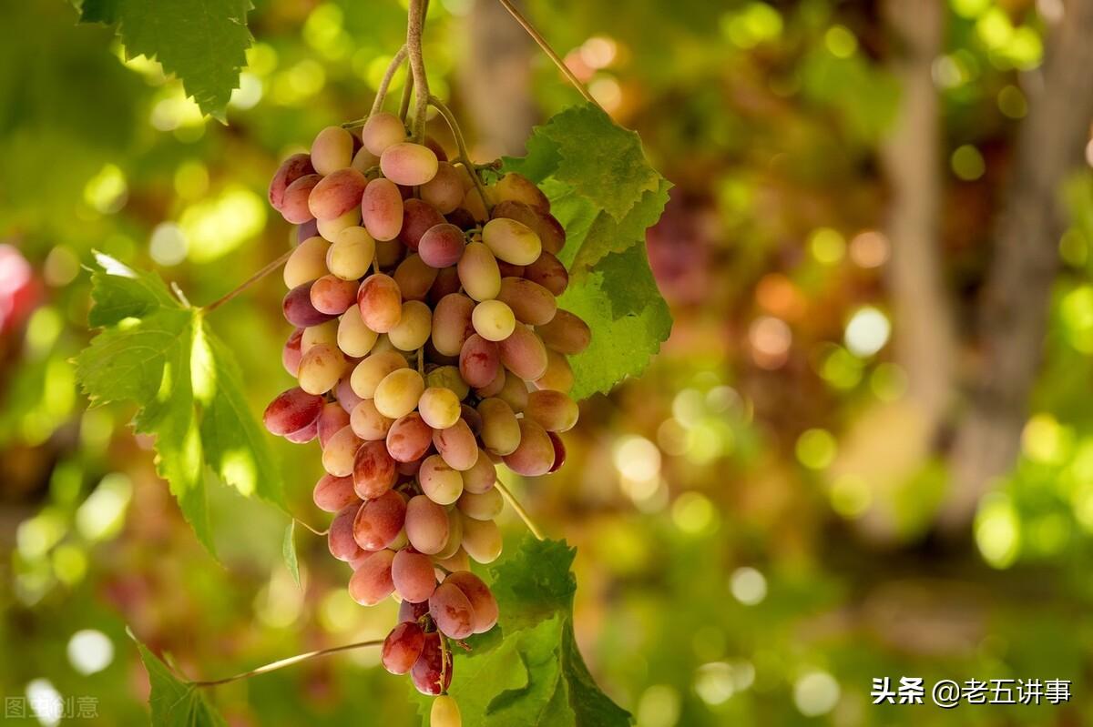 西域是现在的哪些国家(西域现在是中国哪个省)