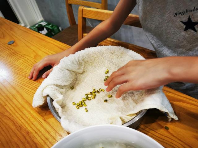 绿豆发芽的过程10天图（绿豆成长记）(3)