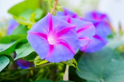 ​新买的牵牛花怎么养