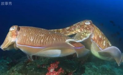 ​海底到底有什么 有一种节肢动物可以生活(适应能力强)