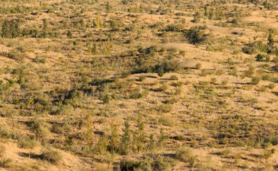 ​植被好转为何还挡不住漫天黄沙？