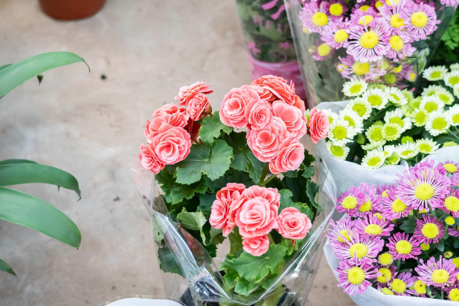 丽格海棠 丽格海棠