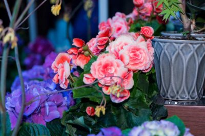 ​丽格海棠如何爆盆