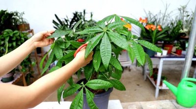 ​发财树如何修剪枝叶 发财树这么剪枝叶旺盛还漂亮！