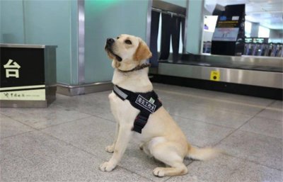 ​海关工作犬主要的工作是什么