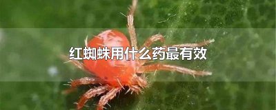 ​红蜘蛛用什么药最有效