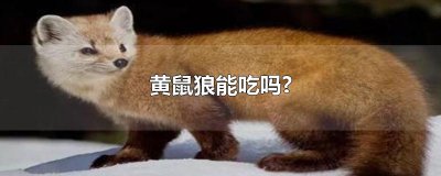 ​黄鼠狼能吃吗?