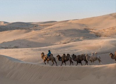 ​中国四大牧区和主要畜种，你都了解吗？