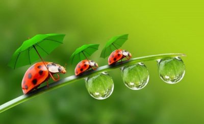 ​昆虫的特征有哪些,昆虫有哪些 他们的特点是什么