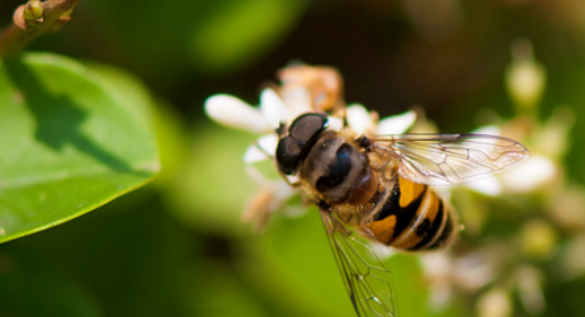 昆虫的特征有哪些,昆虫有哪些 他们的特点是什么图3