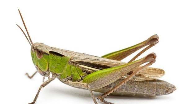 昆虫的特征有哪些,昆虫有哪些 他们的特点是什么图2