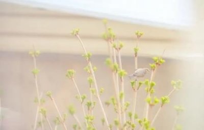 ​国珍松花粉传销国珍是否是传销