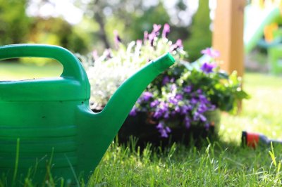 ​浇水多做1件事，花蹭蹭长，比别人快10倍！