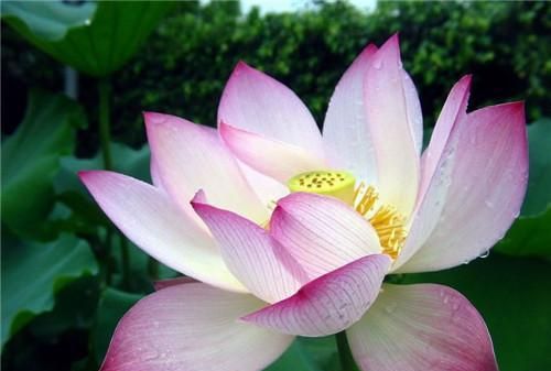 连(莲)年有余(鱼)的意思是什么