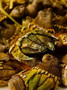 ​海嵛的寓意，海字组词寓意好的？