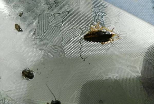 会飞的大蟑螂怎么处理