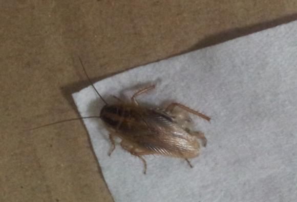 会飞的小蟑螂怎么来灭