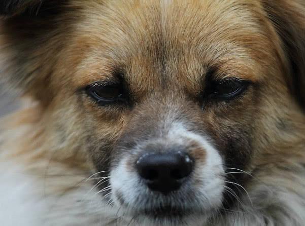 狗翻肠子什么症状如何调理（狗翻肠原来是得细小的意思）(10)