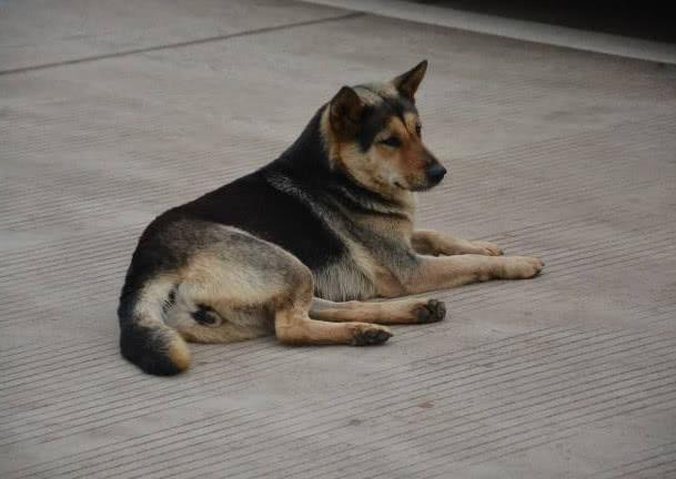 狗翻肠子什么症状如何调理（狗翻肠原来是得细小的意思）(9)