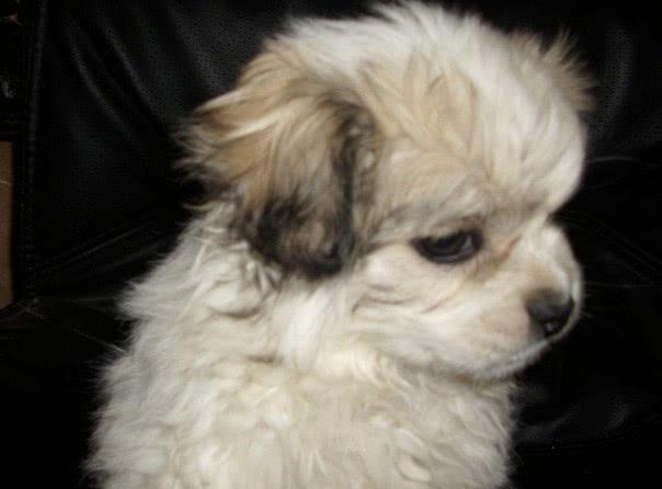 狗翻肠子什么症状如何调理（狗翻肠原来是得细小的意思）(11)