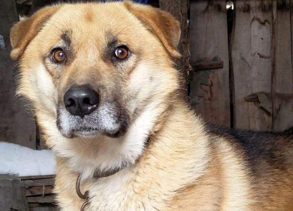 狗翻肠子什么症状如何调理（狗翻肠原来是得细小的意思）(7)