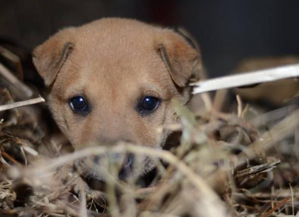 狗翻肠子什么症状如何调理（狗翻肠原来是得细小的意思）(2)