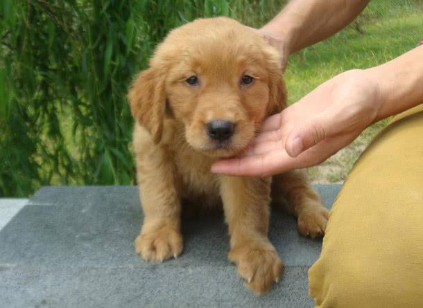 狗翻肠子什么症状如何调理（狗翻肠原来是得细小的意思）(4)