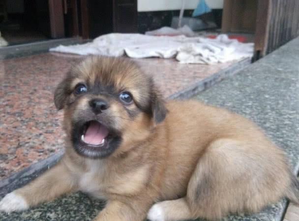 狗翻肠子什么症状如何调理（狗翻肠原来是得细小的意思）(6)