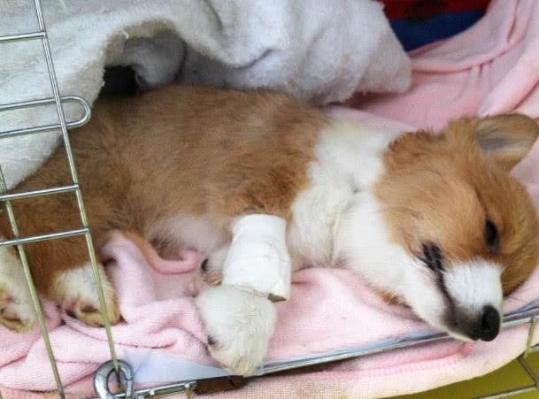 狗翻肠子什么症状如何调理（狗翻肠原来是得细小的意思）(5)