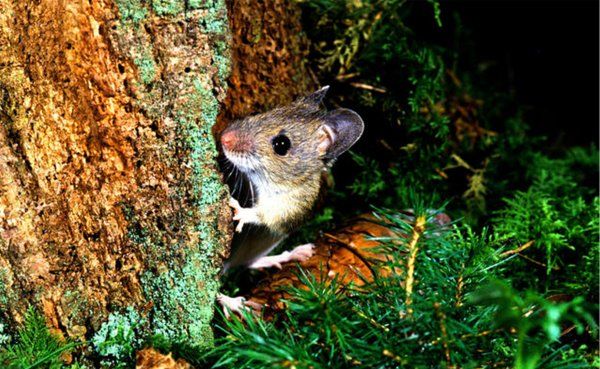 鱼辨别味道的方法,动物都有哪些辨味方法呢图3