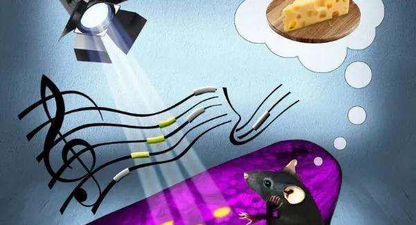 鱼辨别味道的方法,动物都有哪些辨味方法呢图1