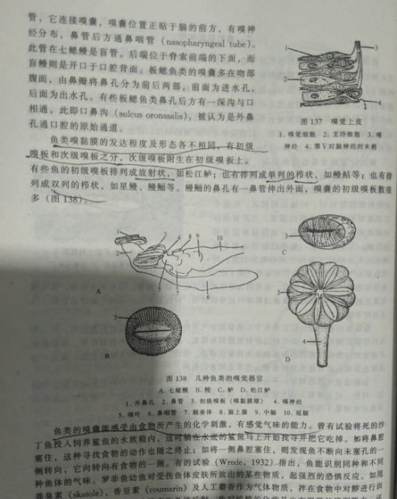 鱼辨别味道的方法,动物都有哪些辨味方法呢图6