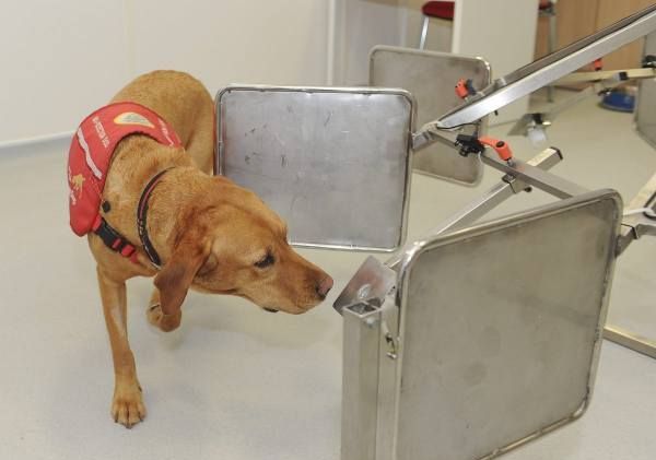 鱼辨别味道的方法,动物都有哪些辨味方法呢图2