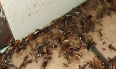 ​海蟑螂怎么吃,海蟑螂有什么药用价值