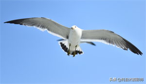 海鸥属于鸟类吗(海鸥是不是候鸟)