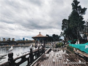 海鸥属于鸟类吗(海鸥是不是候鸟)