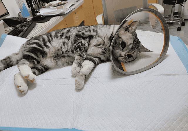 猫三岁等于人年龄多少岁（猫三岁相当于人多少岁）