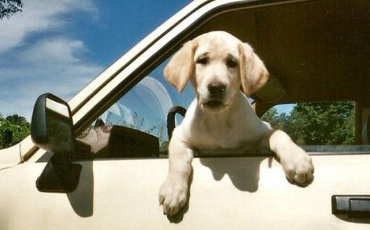 晕车的症状和表现-晕车怎么治疗?