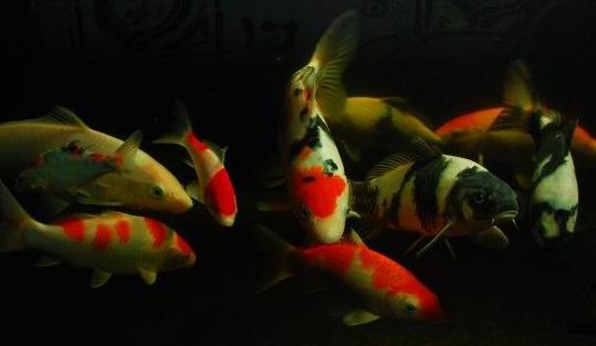 黄金锦鲤怎么养?黄金锦鲤的养殖技巧