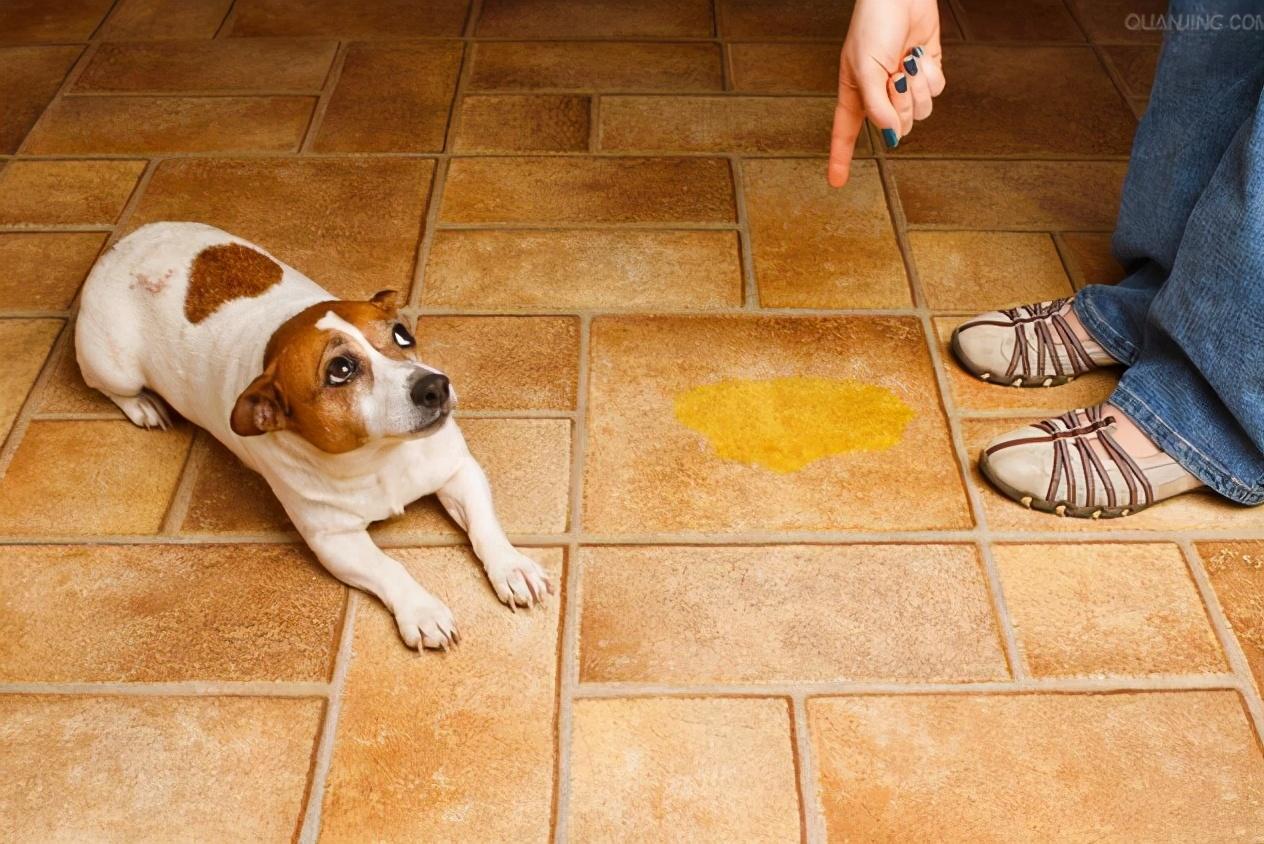 狗狗被主人打了会不会记仇-（德牧被主人打会记仇吗）