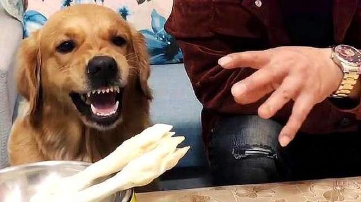 狗狗被主人打了会不会记仇-（德牧被主人打会记仇吗）